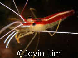 White-banded cleaner shrimp (Lysmata amboinensis) taken a... by Jovin Lim 